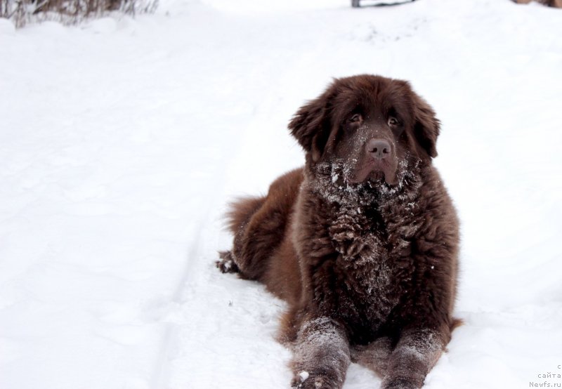 Фото: ньюфаундленд Сверкающая Гора Машаме (Sverkayuzhaya Gora Mashame)