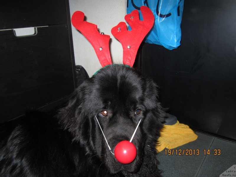 Фото: ньюфаундленд Ван Лен Тайм Олдер