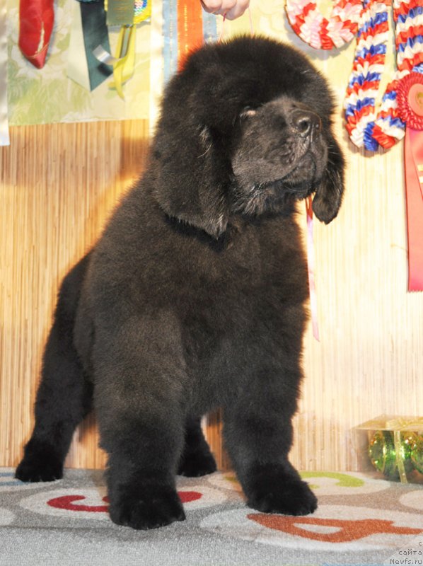 Фото: Бегущая по волнам Ричин Старс