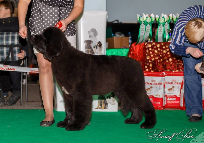 Фотография № 141894