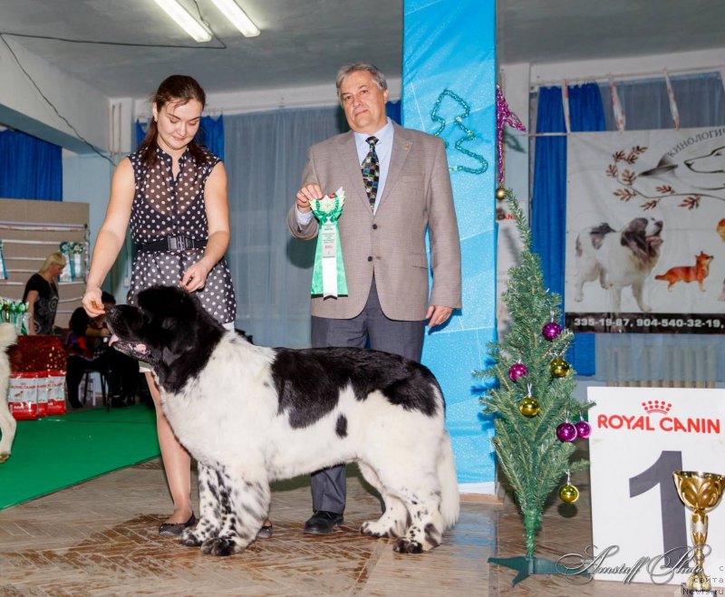 Фото: ньюфаундленд Супер Бизон Арго (Super Bizon Argo)