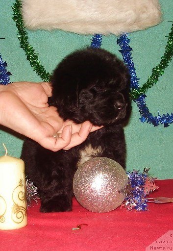 Фото: Мальчик белая лента