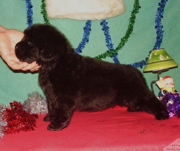 Фото: Девочка розовая лента