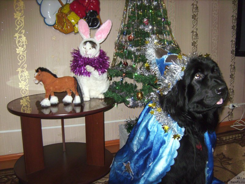 Фото: ньюфаундленд Ямайка Песня Любви