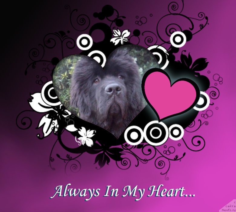 Фото: ньюфаундленд Смигар Нимфея Неотразимая (Smigar Nimfeya Neotrazimaya)