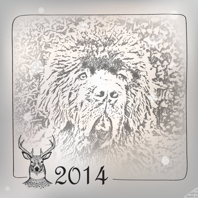 Фото: ньюфаундленд Смигар Нимфея Неотразимая (Smigar Nimfeya Neotrazimaya)