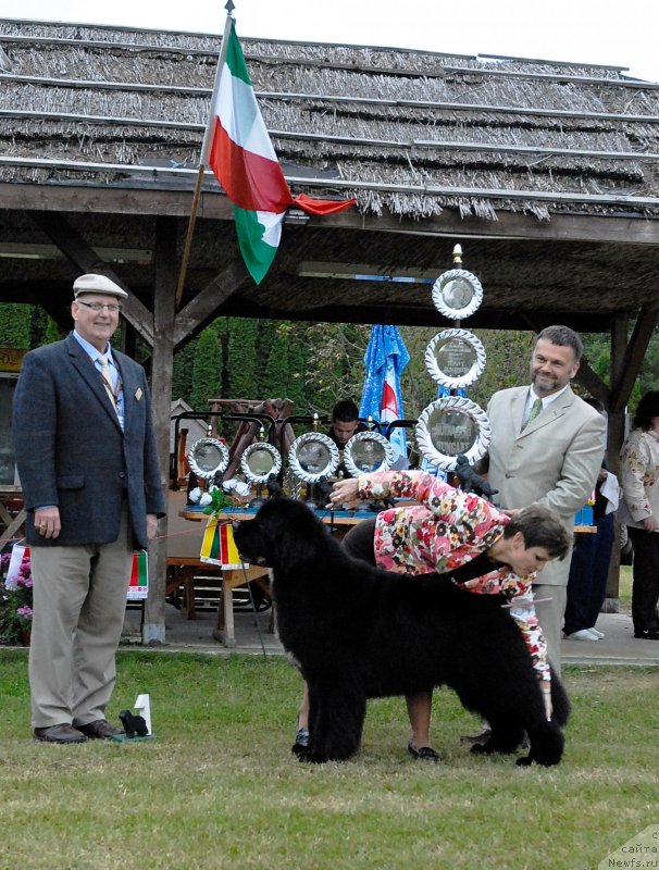 Фото: ньюфаундленд Islands Prince Wild Heart of Midnight Lady