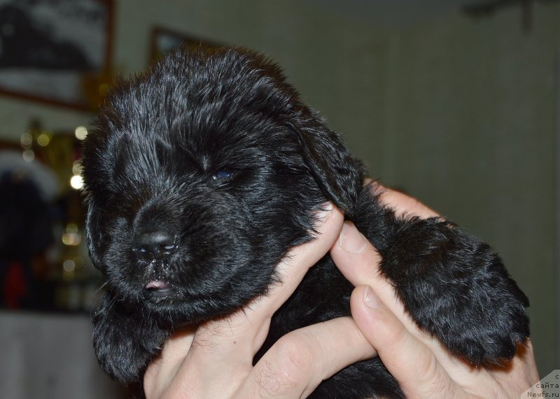 Фото: ньюфаундленд Акватория Келвин Кадриль (Aquatoriya Kelvin Kadril)