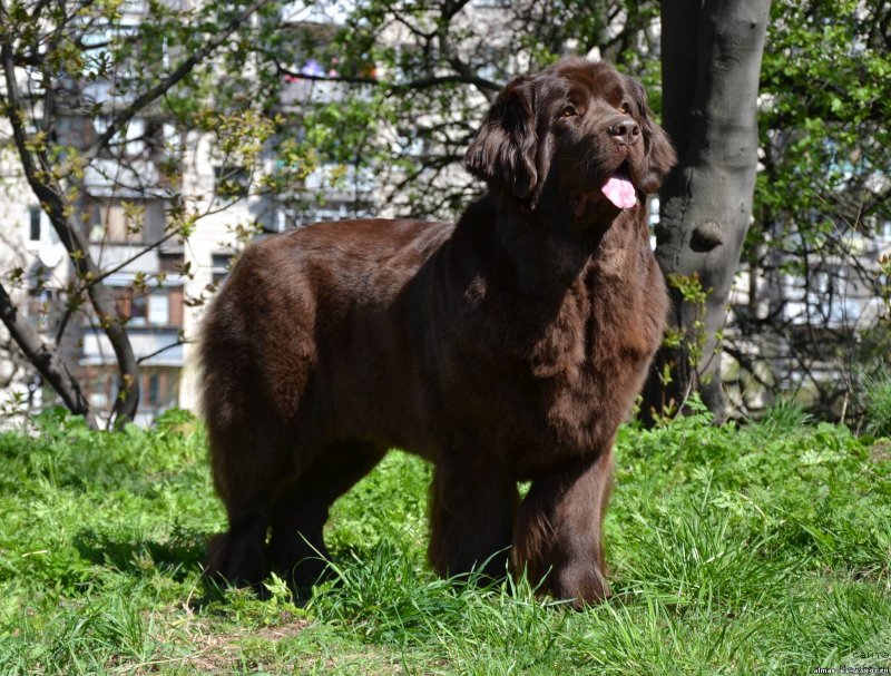 Фото: ньюфаундленд Афина Утренняя Звезда Вива Дженис (Afina Utrennya Zvezda Viva Jeniz)