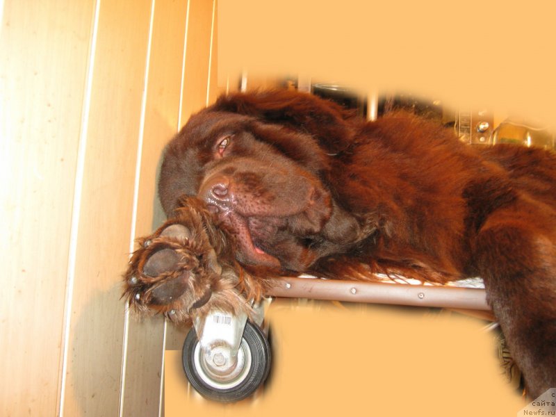 Фото: ньюфаундленд Афина Утренняя Звезда Вива Дженис (Afina Utrennya Zvezda Viva Jeniz)