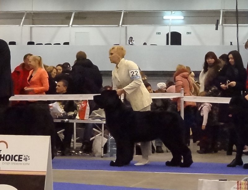 Фото: ньюфаундленд Алана Вива Дженис (Alana Viva Jeniz)