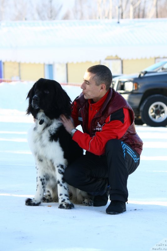 Фото: ньюфаундленд Сент Джонс Донна Саммер (Sent Djons Donna Summer)