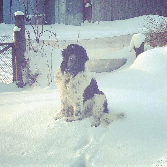 Фото: ньюфаундленд Супер Бизон Екатеринбург (Super Bizon Ekaterinburg)