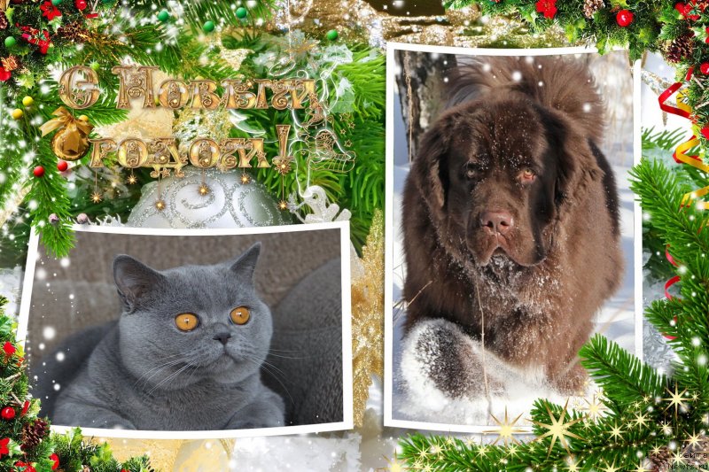 Фото: ньюфаундленд Обуш Шед Янтарный Поцелуй, Cinnamon Cake Denis Devito