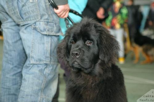 Фото: ньюфаундленд Смигар Воплощение Мечты