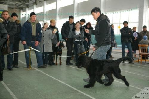Фото: ньюфаундленд Смигар Воплощение Мечты