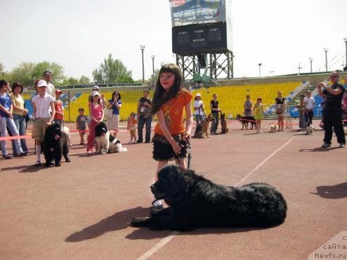 Фото: ньюфаундленд Смигар Воплощение Мечты