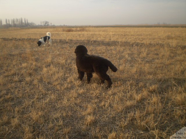 Фото: ньюфаундленд Гем Оф Юниверс