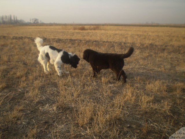 Фото: ньюфаундленд Кара Аюлар Аврора Поларис, ньюфаундленд Гем Оф Юниверс