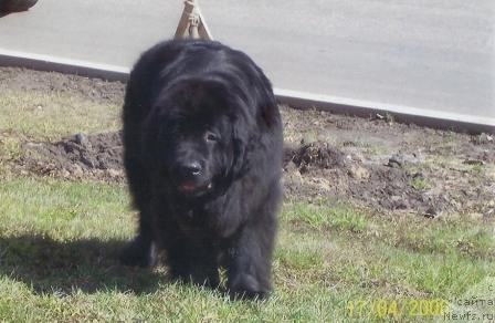 Фото: ньюфаундленд Сент Джонс Дора (Sent Djons Dora)