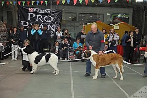 Фото: ньюфаундленд Кара Аюлар Аврора Поларис