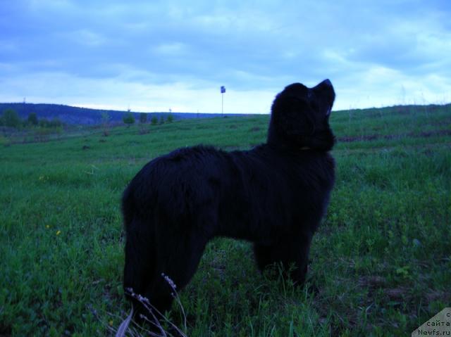 Фото: ньюфаундленд King of Helluland Dizzy Beauty