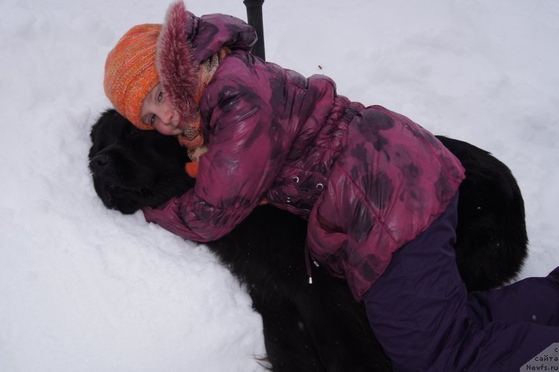 Фото: ньюфаундленд Плюшевая Панда Удивительная Кейт (Plushevaya Panda Udivitelnaja Kejt)