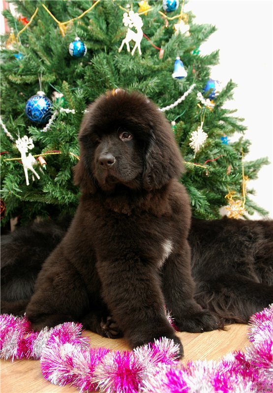 Фото: ньюфаундленд Geneva Moon Bear