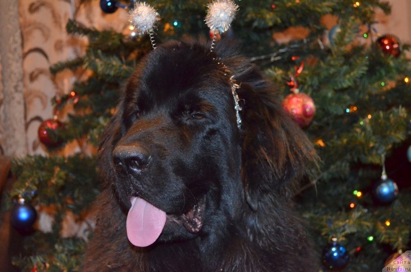 Фото: ньюфаундленд Черная Мафия Зесту Бетту (Chernaya Mafia Zesty Betty)