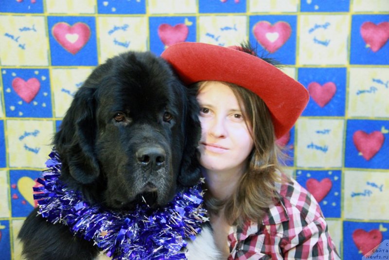 Фото: ньюфаундленд Старбимовлав Гардемарин, Алла Тузкова