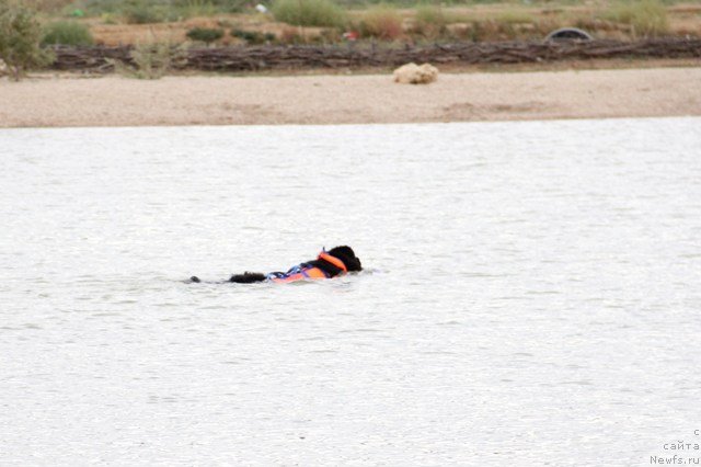 Фото: ньюфаундленд Midnight Lady's Morning Glory