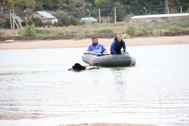 Фото: ньюфаундленд Ньюфорт Шампань для Злато Волмари
