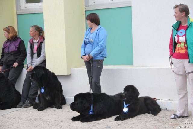 Фото: ньюфаундленд Midnight Lady's Morning Glory, ньюфаундленд Ньюфорт Шампань для Злато Волмари