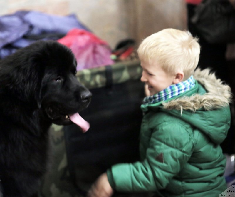 Фото: ньюфаундленд Амбер Чарм Ин Тиме