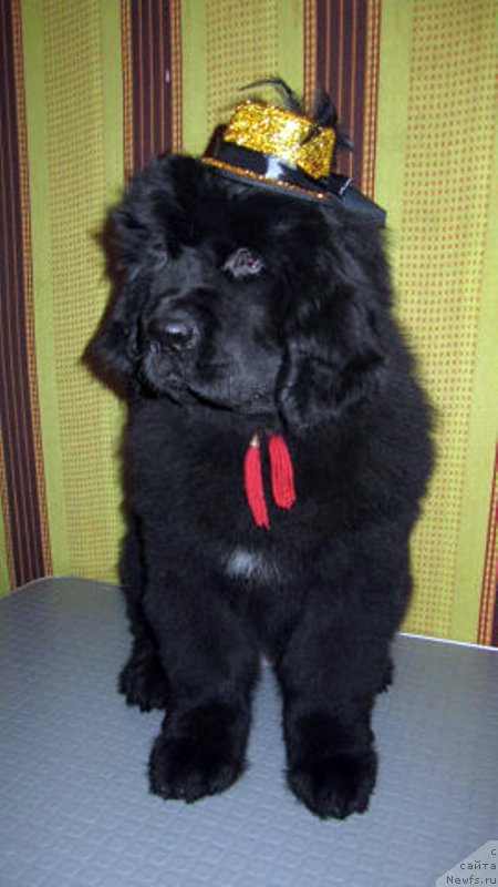 Фото: ньюфаундленд Vivienne Westwood Dinastiya Soverchenstva