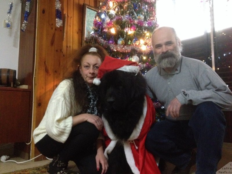 Фото: ньюфаундленд Питерньюф Чао-Какао, Лина Троянская