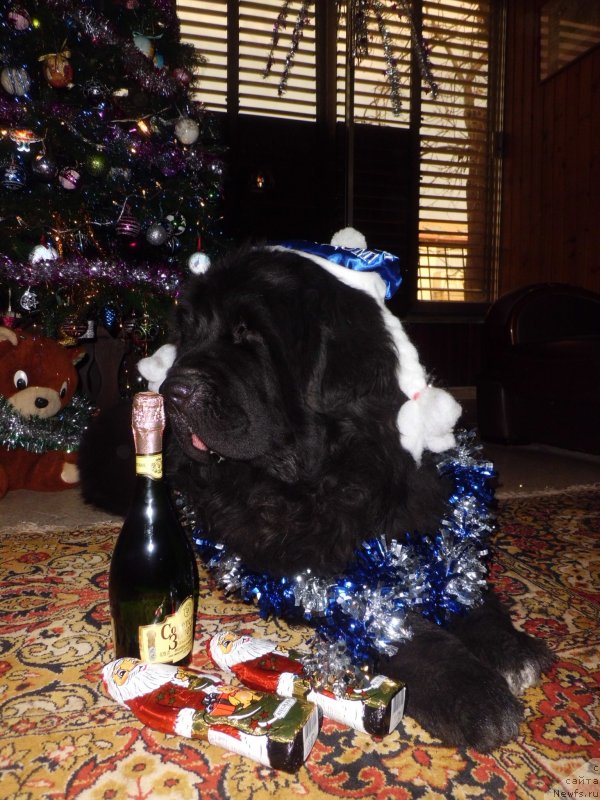 Фото: ньюфаундленд Питерньюф Чао-Какао