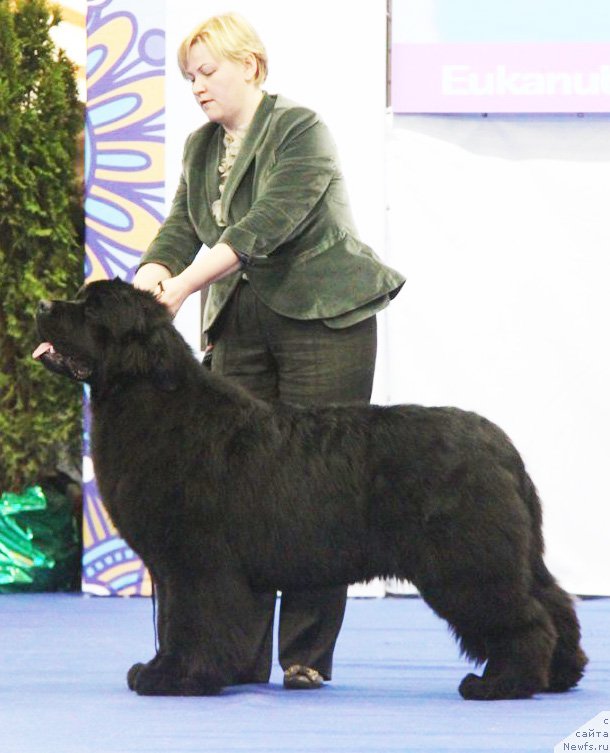 Фото: ньюфаундленд Акватория Келвин Фром Сибириа эт Каюга (Aquatoriya Kelvin From Siberia at Cayuga)