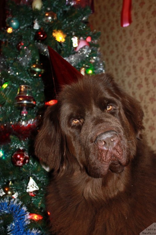 Фото: ньюфаундленд Черный Шарм Ангельская Красота (Chernyi Sharm Angel'skaya Krasota)