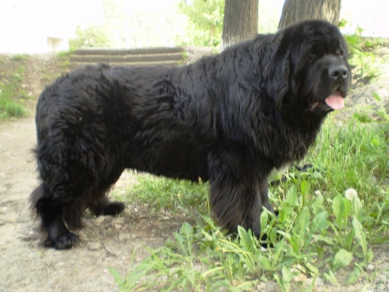 Фото: ньюфаундленд Супер Бизон Армани (Super Bizon Armani)