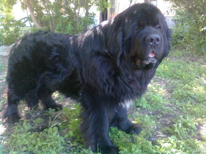 Фото: ньюфаундленд Супер Бизон Армани (Super Bizon Armani)