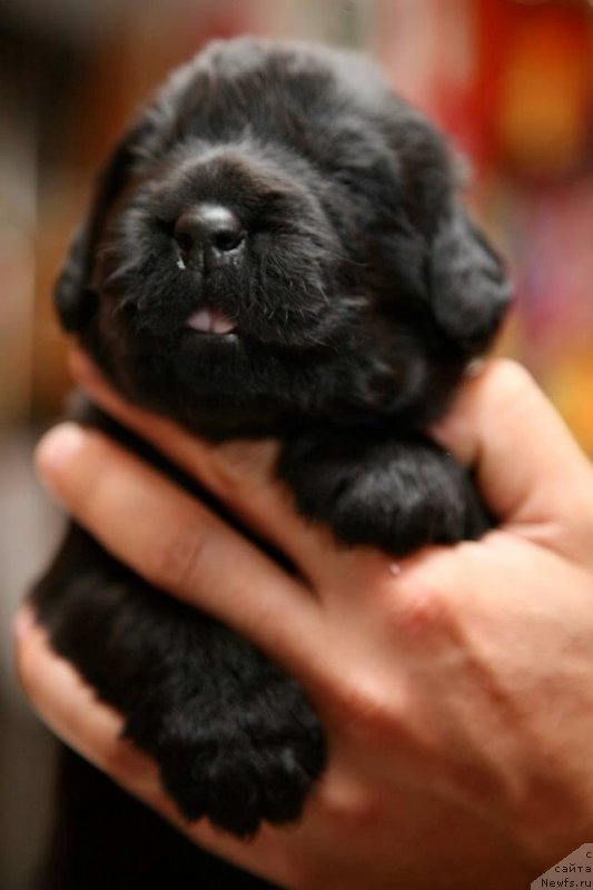 Фото: ньюфаундленд Geneva Moon Bear