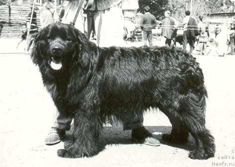 Фото: ньюфаундленд Ункас Мирт Яр