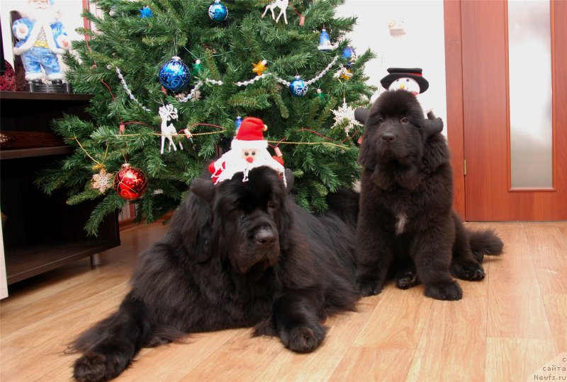 Фото: ньюфаундленд Формула Любви от Сибирского Медведя, ньюфаундленд Geneva Moon Bear