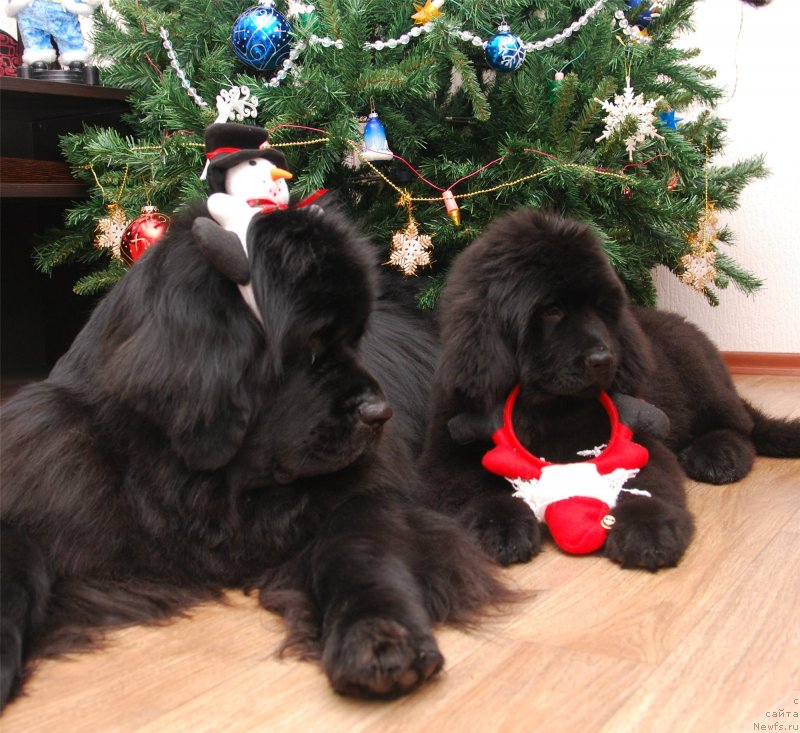 Фото: ньюфаундленд Формула Любви от Сибирского Медведя, ньюфаундленд Geneva Moon Bear