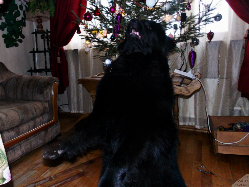 Фотография № 142345