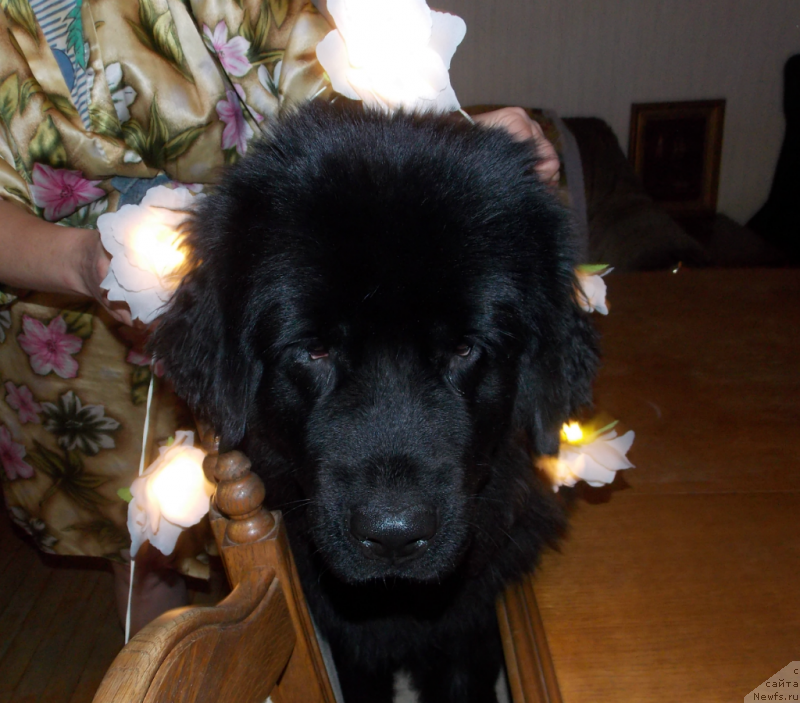 Фото: ньюфаундленд Лепесток Лилии