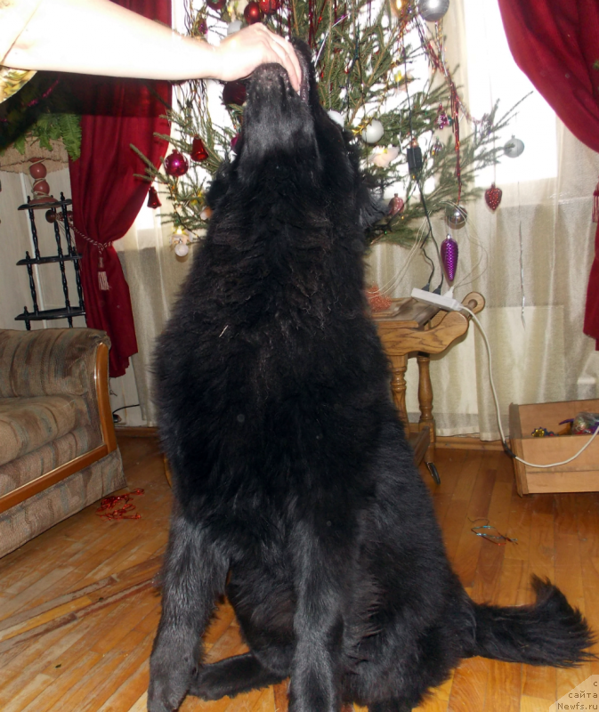 Фото: ньюфаундленд Лепесток Лилии