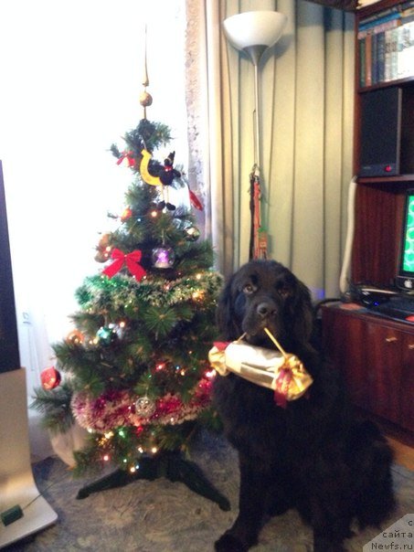 Фото: ньюфаундленд Черный Чанк с Берега Дона (Chernyj Chank s Berega Dona)