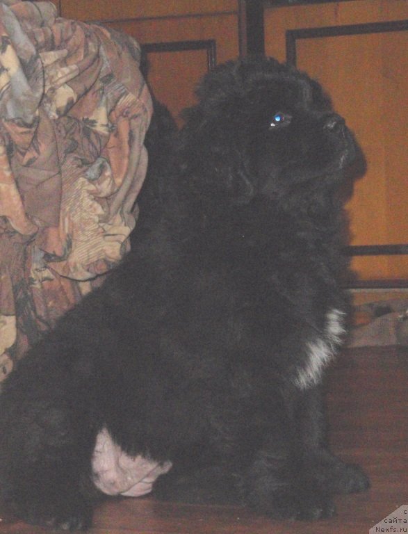 Фото: дочь, ньюфаундленд Красота Неземная с Берега Дона (Krasota Nezemnaya s Berega Dona)